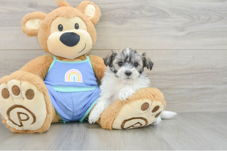 Maltipoo Puppy for Adoption