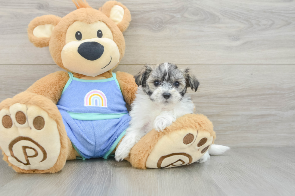 6 week old Maltipoo Puppy For Sale - Seaside Pups