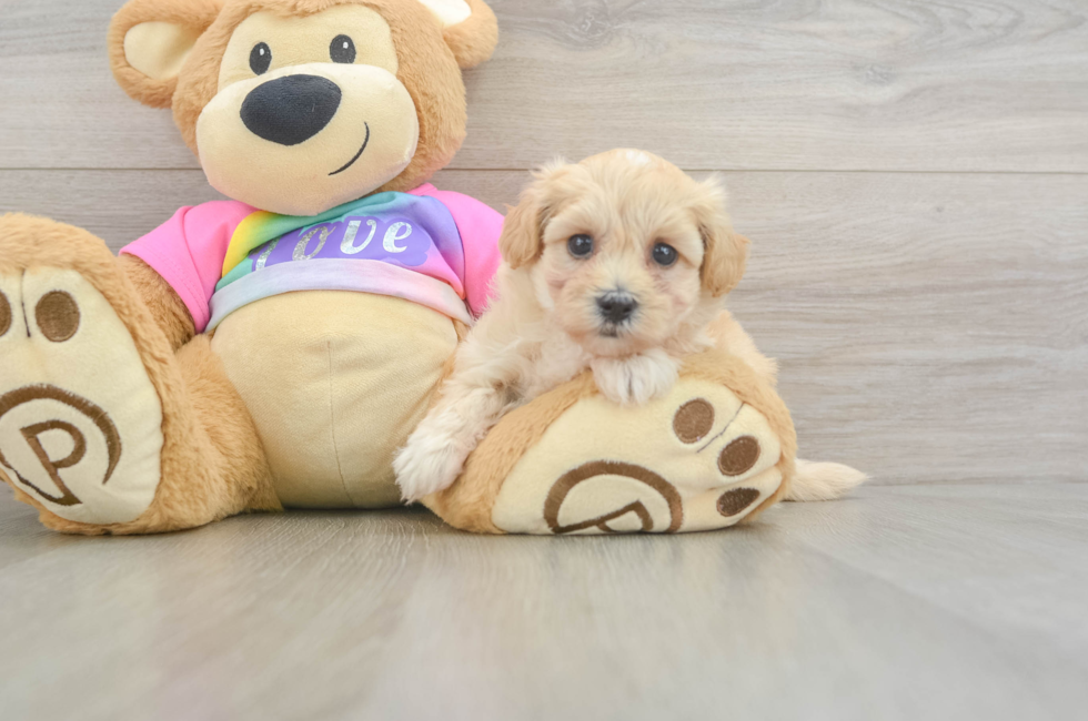 6 week old Maltipoo Puppy For Sale - Seaside Pups