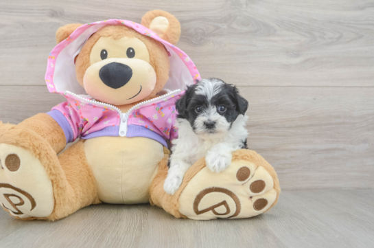 Popular Maltipoo Poodle Mix Pup