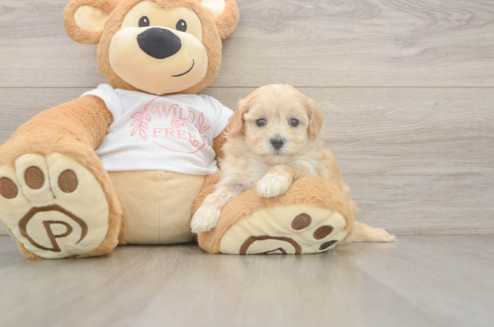 5 week old Maltipoo Puppy For Sale - Seaside Pups