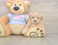 8 week old Maltipoo Puppy For Sale - Seaside Pups