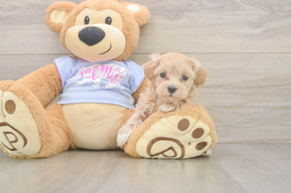 5 week old Maltipoo Puppy For Sale - Seaside Pups
