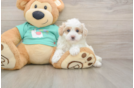 Playful Malt a Poo Poodle Mix Puppy