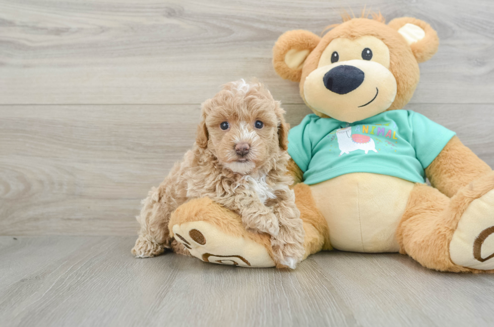 6 week old Maltipoo Puppy For Sale - Seaside Pups