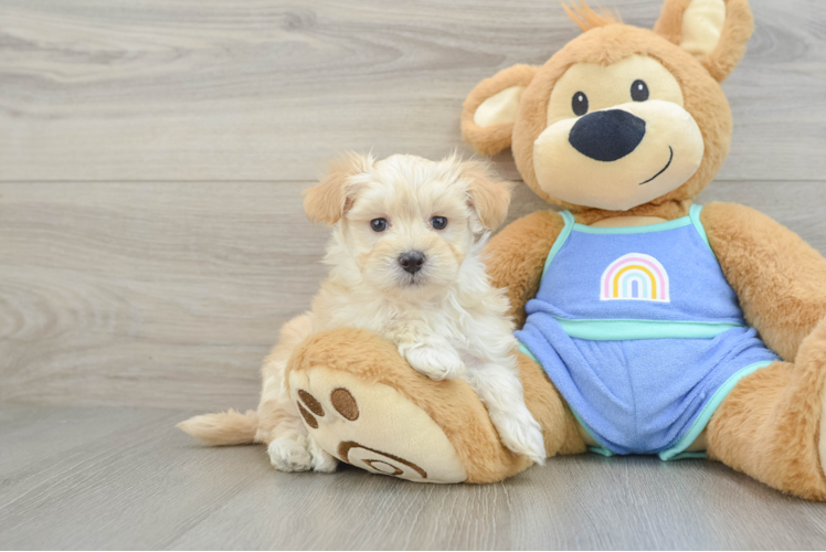 Fluffy Maltipoo Poodle Mix Pup