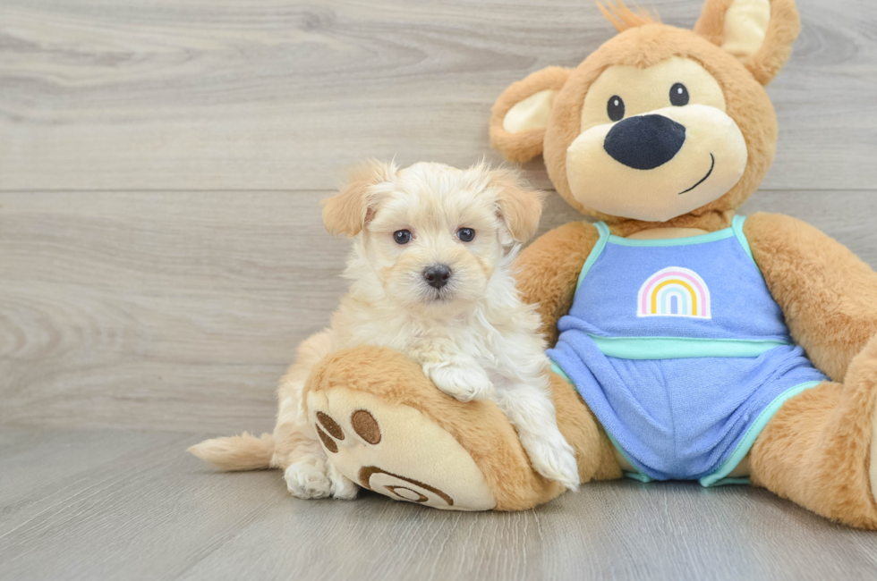 6 week old Maltipoo Puppy For Sale - Seaside Pups
