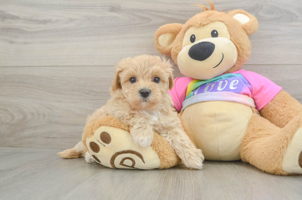 6 week old Maltipoo Puppy For Sale - Seaside Pups