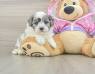 8 week old Maltipoo Puppy For Sale - Seaside Pups