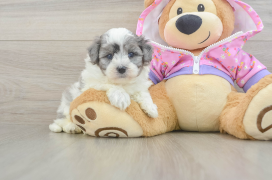 Hypoallergenic Malt a Poo Poodle Mix Puppy