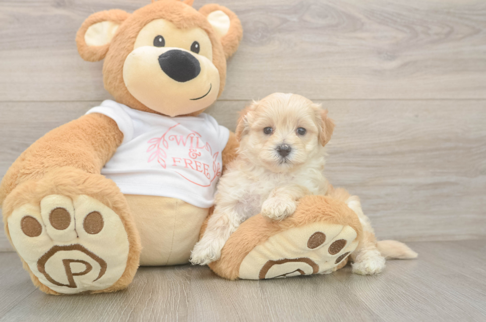 5 week old Maltipoo Puppy For Sale - Seaside Pups