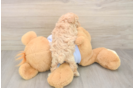 Maltipoo Puppy for Adoption