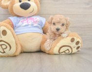 6 week old Maltipoo Puppy For Sale - Seaside Pups