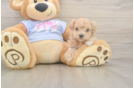 Maltipoo Pup Being Cute
