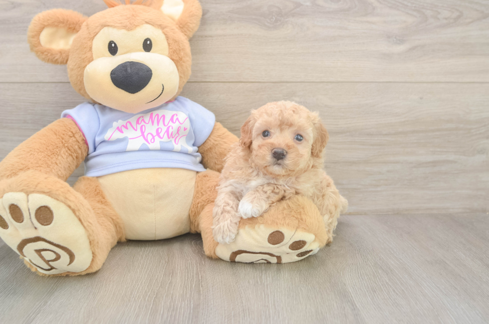 5 week old Maltipoo Puppy For Sale - Seaside Pups