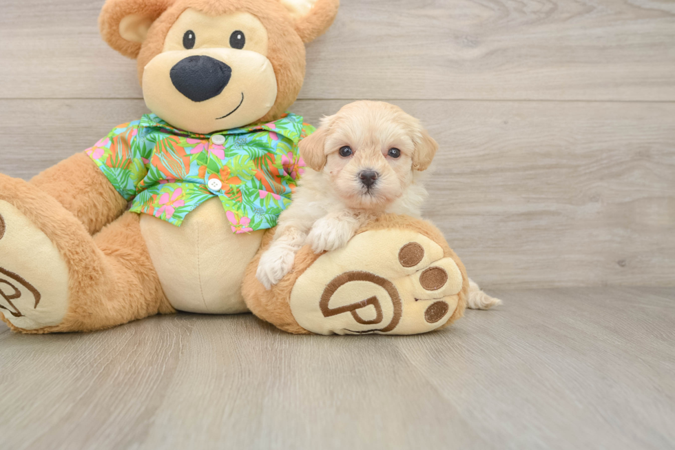 Happy Maltipoo Baby