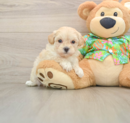 7 week old Maltipoo Puppy For Sale - Seaside Pups
