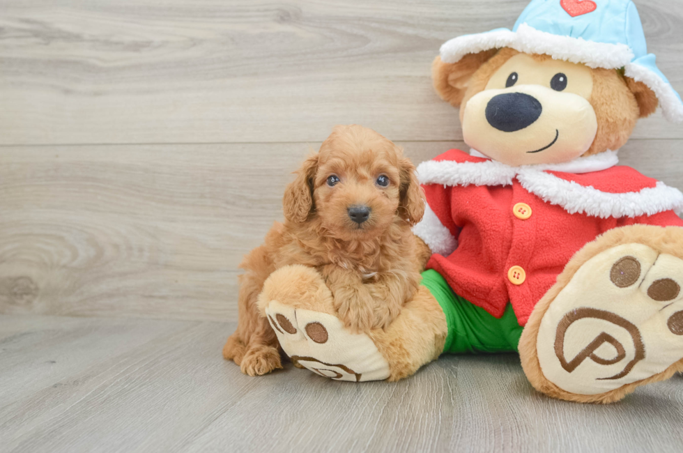 6 week old Maltipoo Puppy For Sale - Seaside Pups