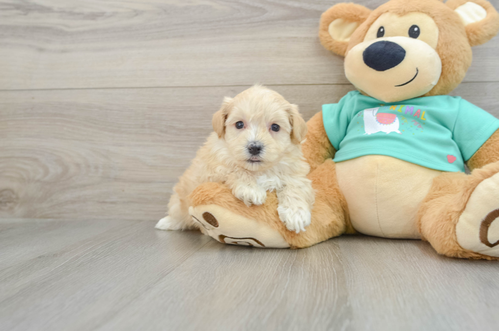 7 week old Maltipoo Puppy For Sale - Seaside Pups