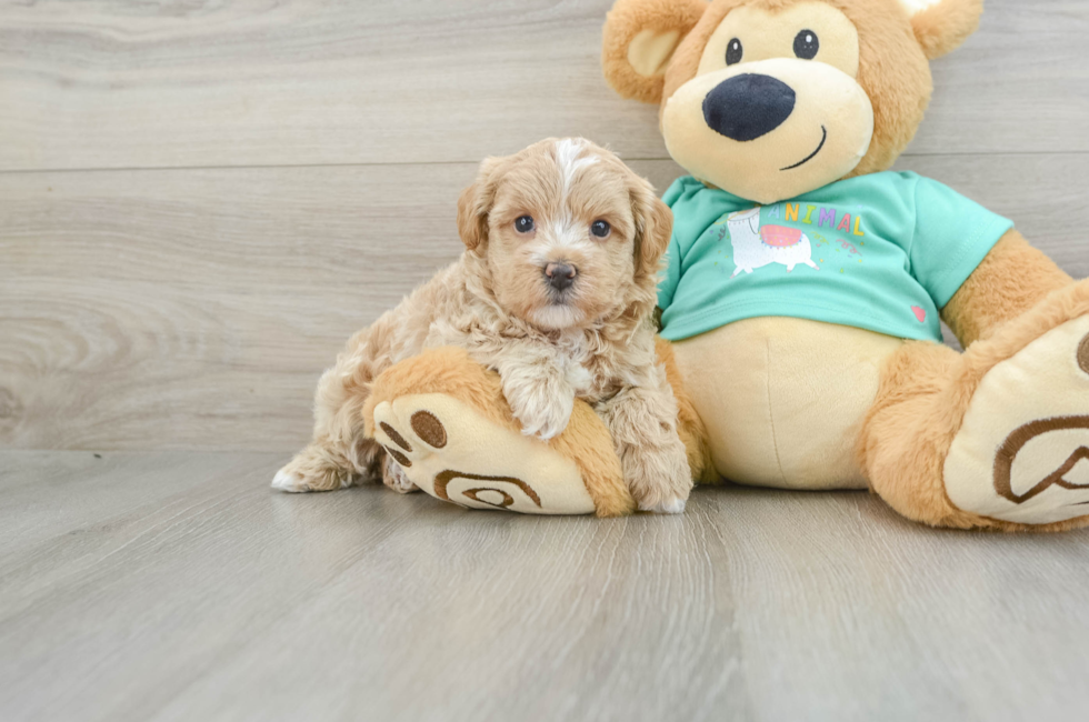 6 week old Maltipoo Puppy For Sale - Seaside Pups