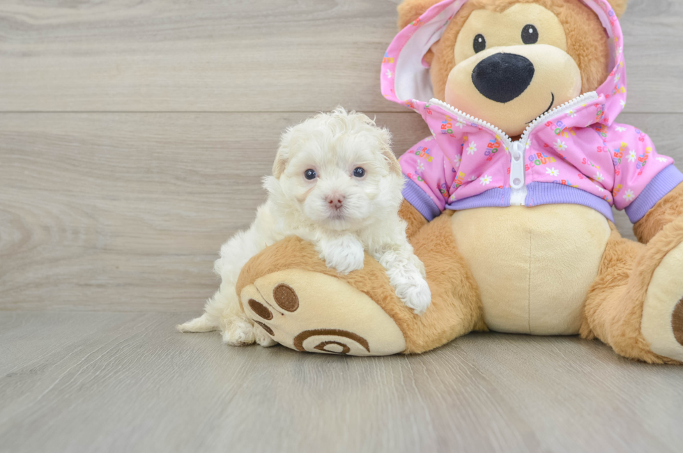 6 week old Maltipoo Puppy For Sale - Seaside Pups