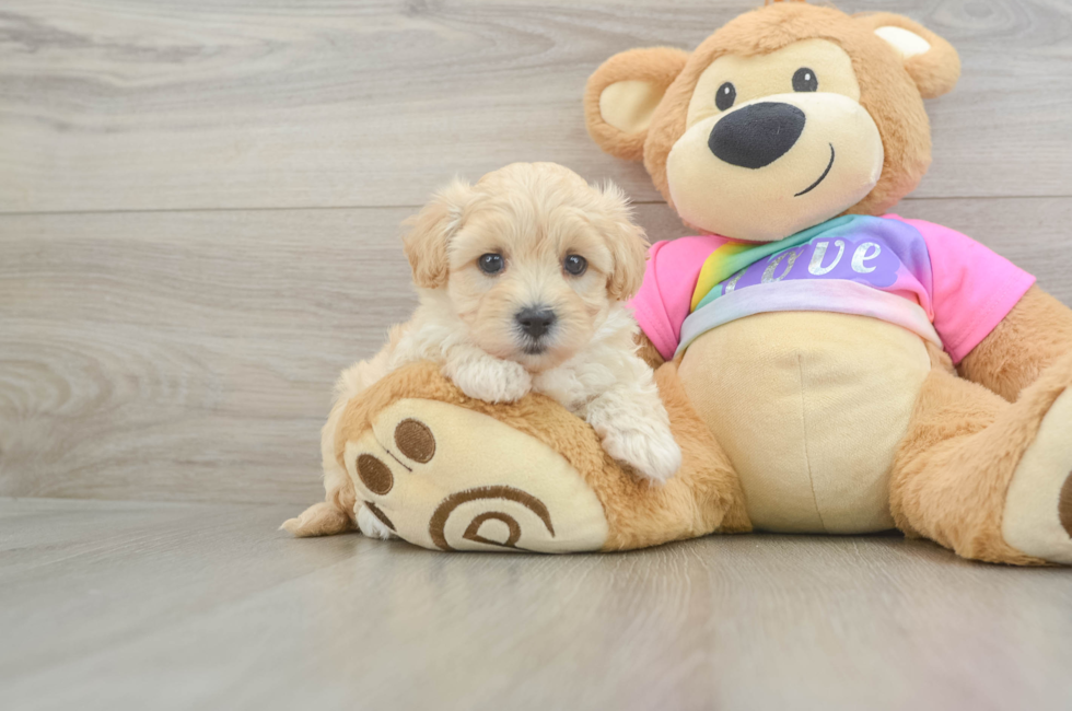 6 week old Maltipoo Puppy For Sale - Seaside Pups