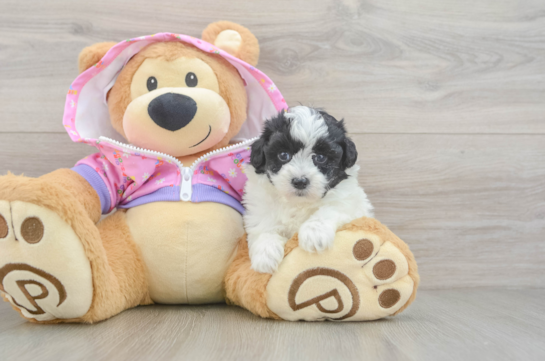 Best Maltipoo Baby