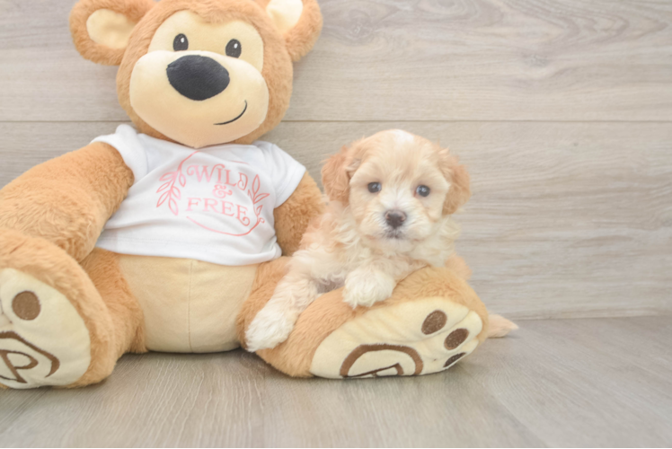 Maltipoo Puppy for Adoption