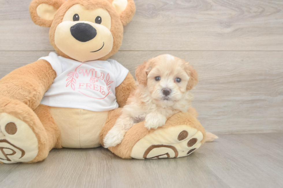 5 week old Maltipoo Puppy For Sale - Seaside Pups