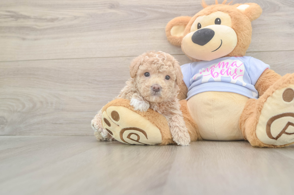 5 week old Maltipoo Puppy For Sale - Seaside Pups