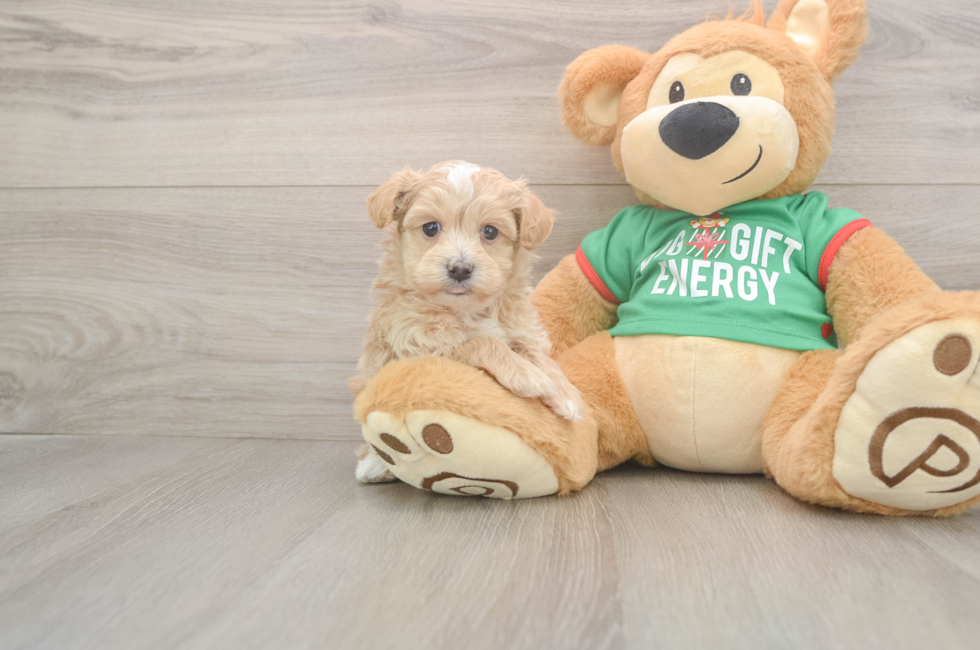 5 week old Maltipoo Puppy For Sale - Seaside Pups