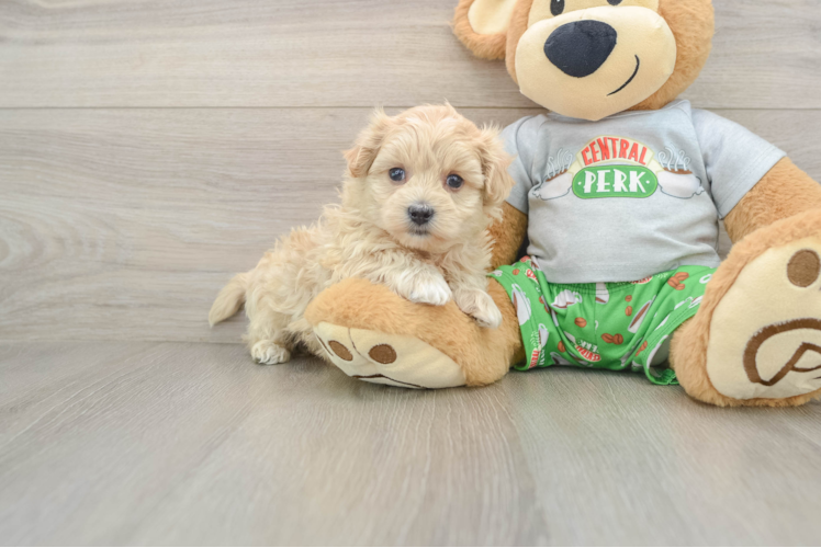 Best Maltipoo Baby