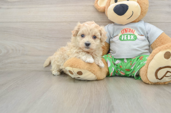 Best Maltipoo Baby