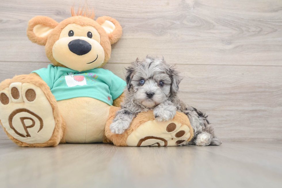 Maltipoo Pup Being Cute