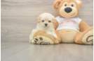 Maltipoo Puppy for Adoption