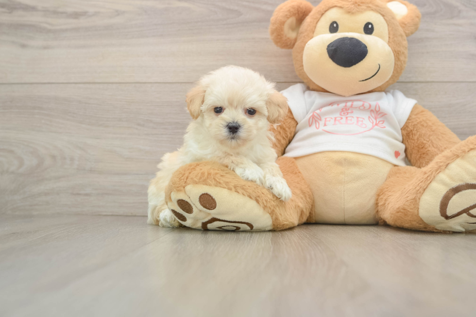 Maltipoo Puppy for Adoption