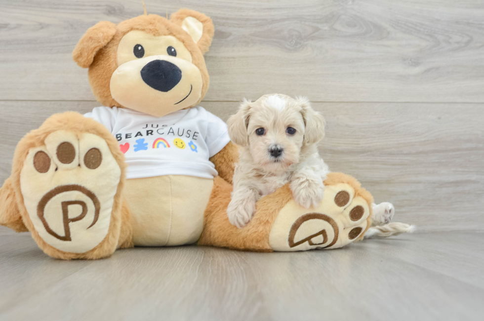 7 week old Maltipoo Puppy For Sale - Seaside Pups