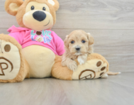 8 week old Maltipoo Puppy For Sale - Seaside Pups