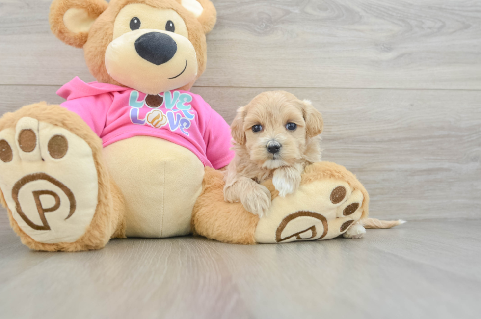 6 week old Maltipoo Puppy For Sale - Seaside Pups