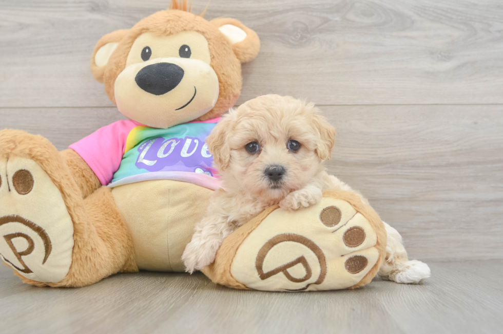5 week old Maltipoo Puppy For Sale - Seaside Pups