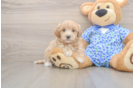 Fluffy Maltipoo Poodle Mix Pup