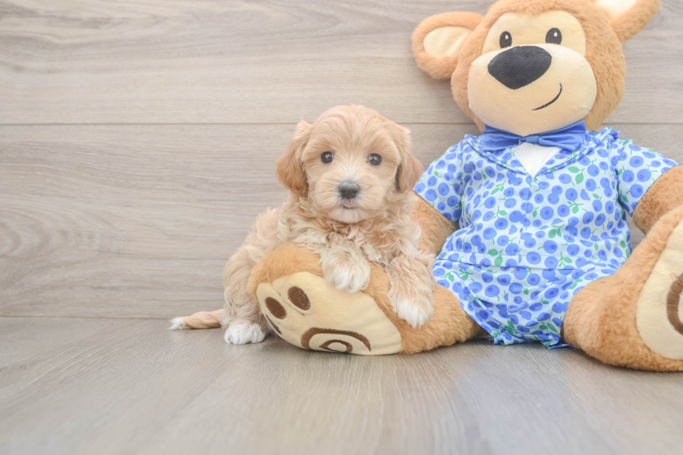 Fluffy Maltipoo Poodle Mix Pup