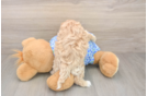 Adorable Malt a Poo Poodle Mix Puppy