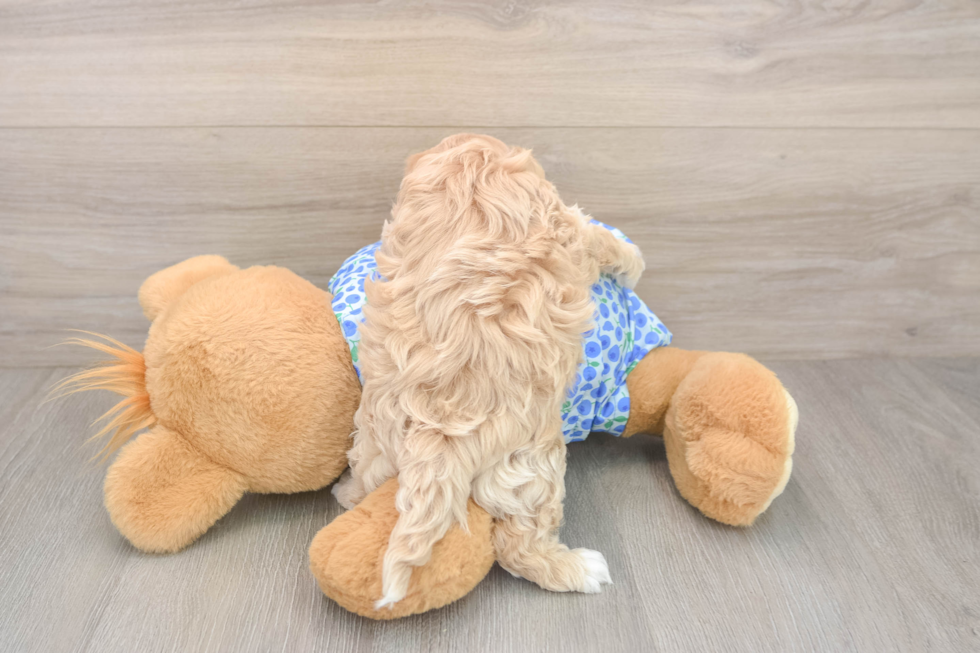 Adorable Malt a Poo Poodle Mix Puppy