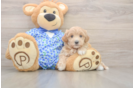 Little Malt Oodle Poodle Mix Puppy