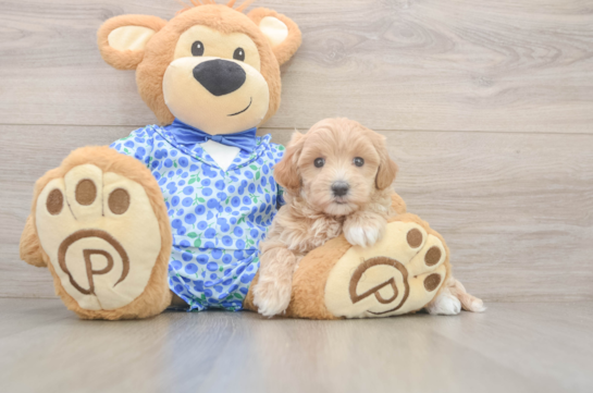 Little Malt Oodle Poodle Mix Puppy