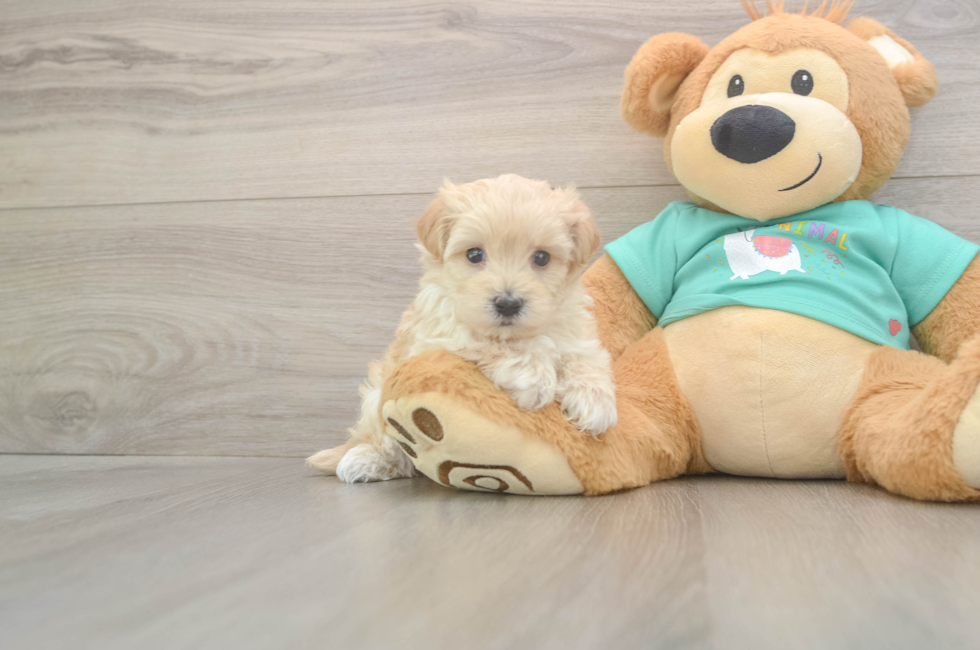 5 week old Maltipoo Puppy For Sale - Seaside Pups