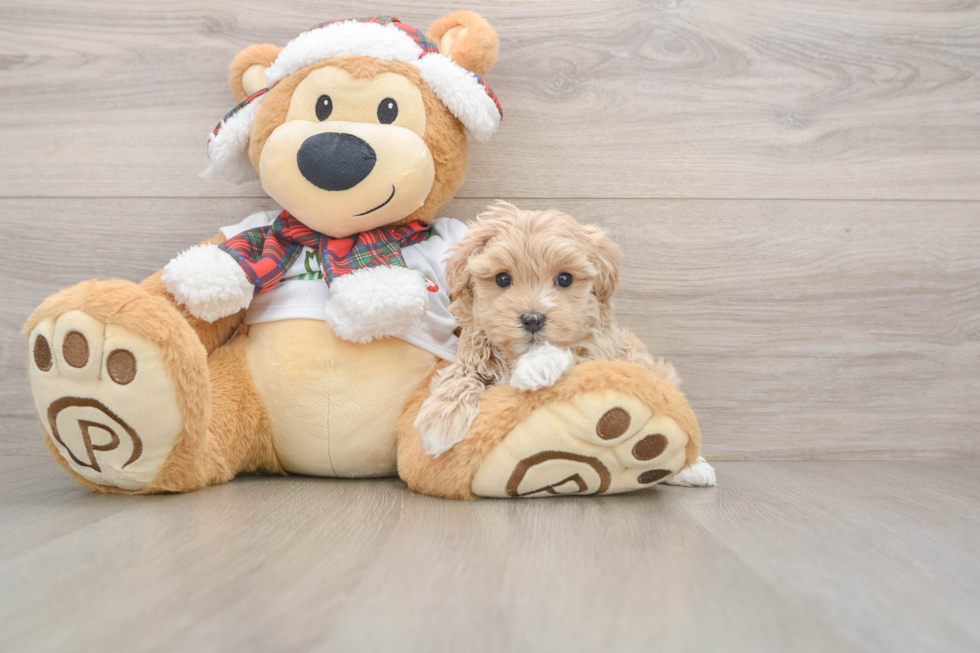Playful Maltepoo Poodle Mix Puppy