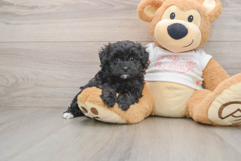 Maltipoo Pup Being Cute