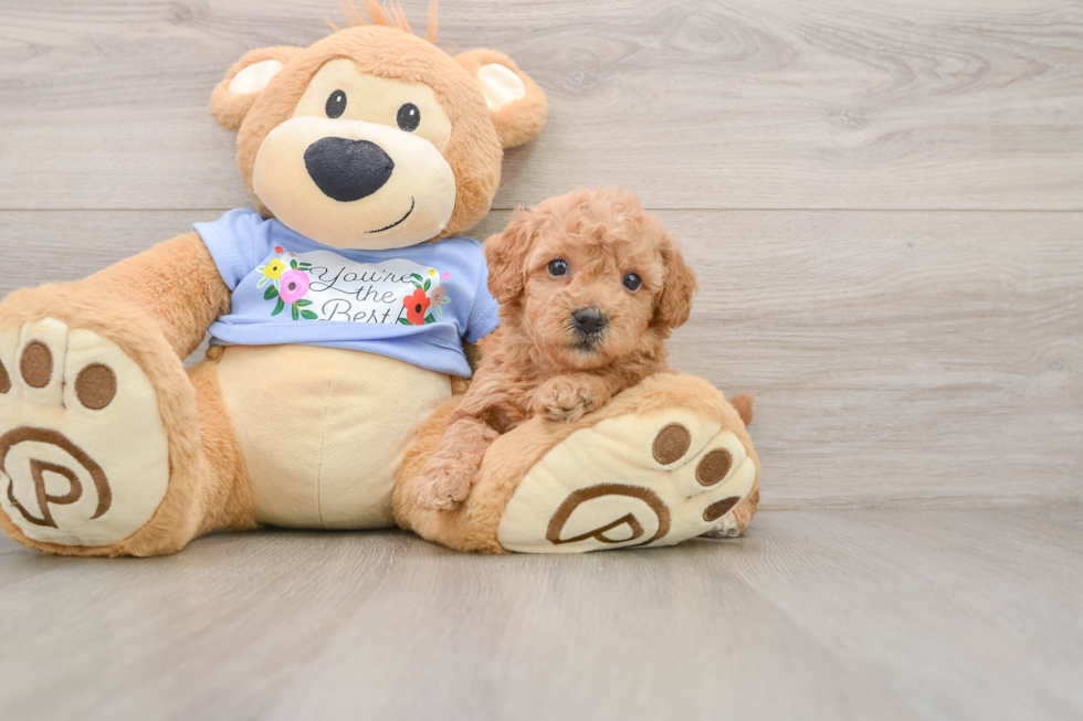 Friendly Maltipoo Baby
